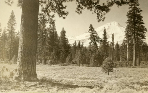 Mount Shasta