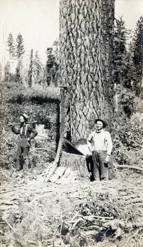 McCloud River Lumber CO. Loggers