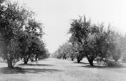 Prune orchard in the Bidwell Orchards