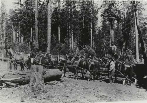 Logging in Lyonsville