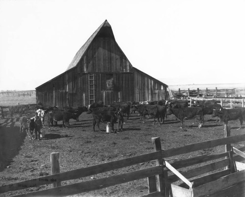 Dairy farming