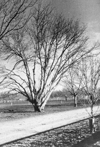 Mammoth Cherry Tree