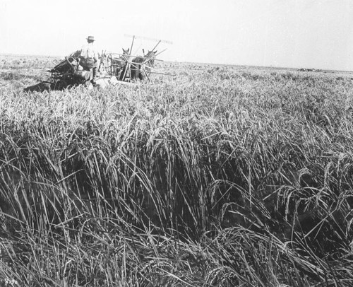 Rice Harvesting