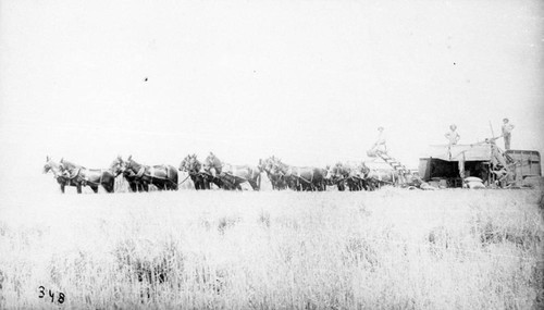 Farm Equipment Pulled by Mules