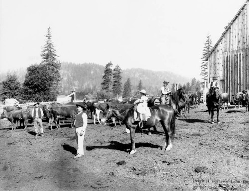 Dairy farming