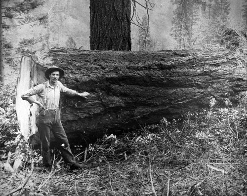 A Man and His Log