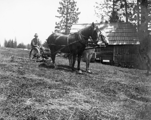 Two Horses Pulling Hay Rake