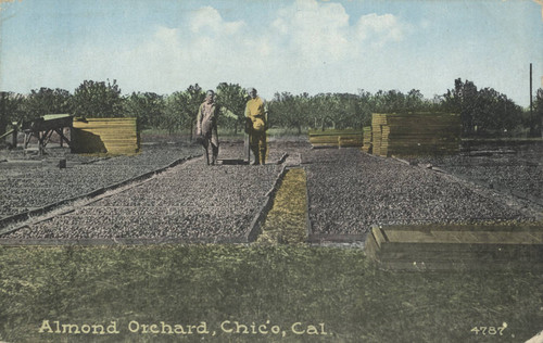 Drying Almonds, Chico