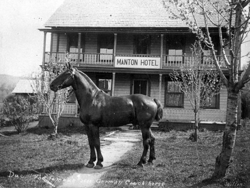 Horses and a Hotel