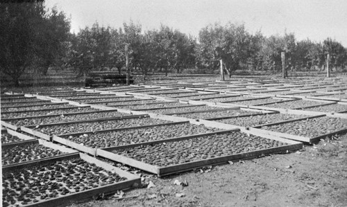 Prune drying, Rancho Chico