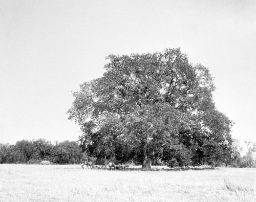 Hooker Oak