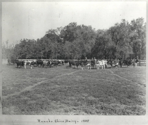 Rancho Chico Dairy