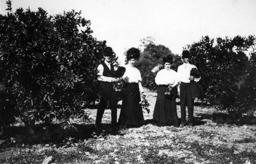 Picking Fruit