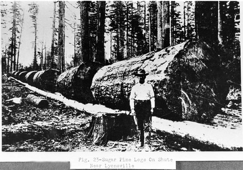 Ed Shelton standing in front of large Sugar Pine logs