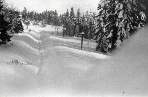 Tracks Under Snow