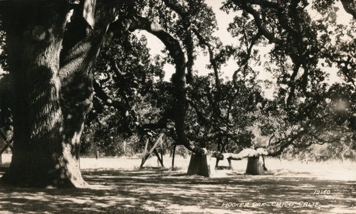 Hooker Oak