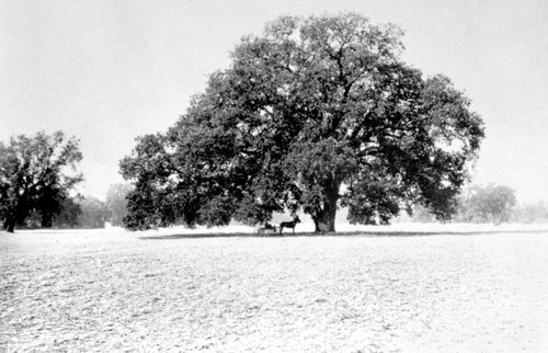 Hooker Oak