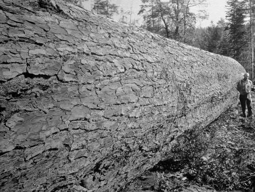 Huge log