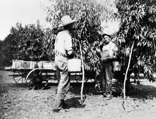 Men picking fruit