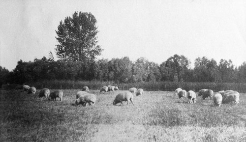 Prattville sheep