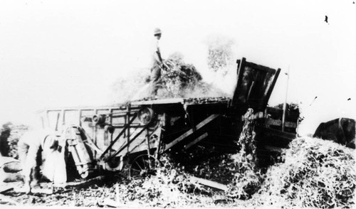 Rice thresher on Durham Land Colony