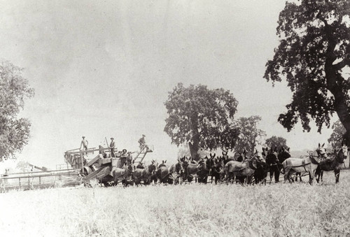 Harvesting at Cone Ranch