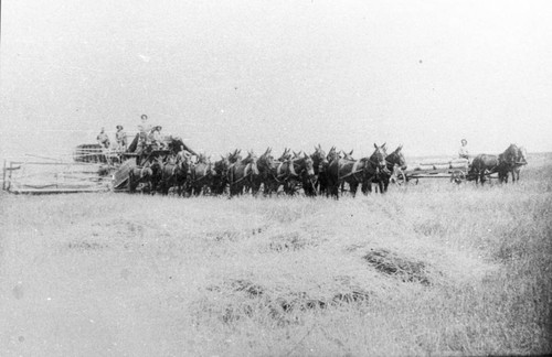 Mule team harvester