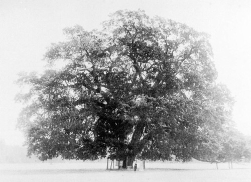 Hooker Oak