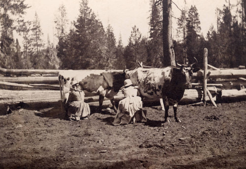 Women Milking, Buck's Ranch