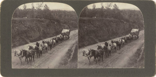 Horse team near Oroville