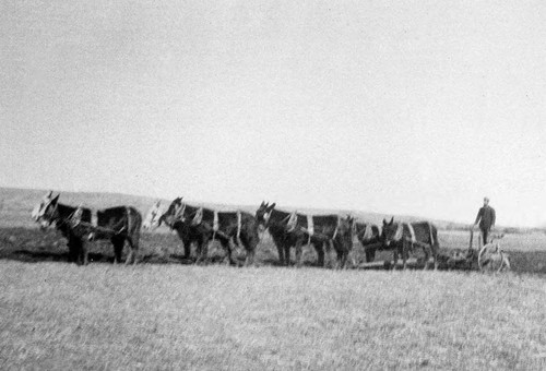 Team of mules on Nelson Ranch with Bruce Clark