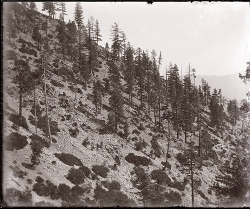 Hillside view of Tehama County Coastal Range