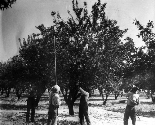 Almonds Gathering