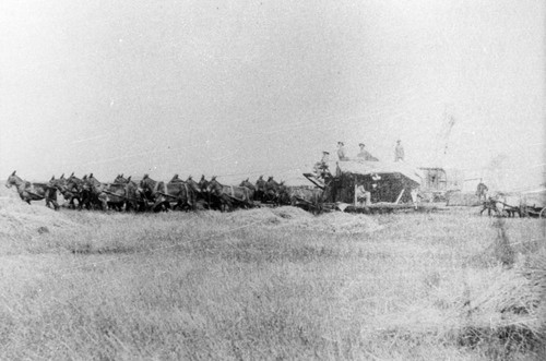 C.J. Burdick ranch harvesting rice