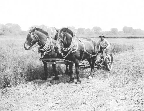 Mowing alfalfa--allotment 48. Durham State Land Settlement, Durham, Calif