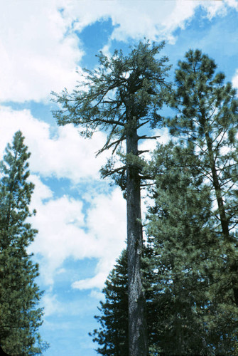 Crown of sugar pine--Soper-Wheeler Company