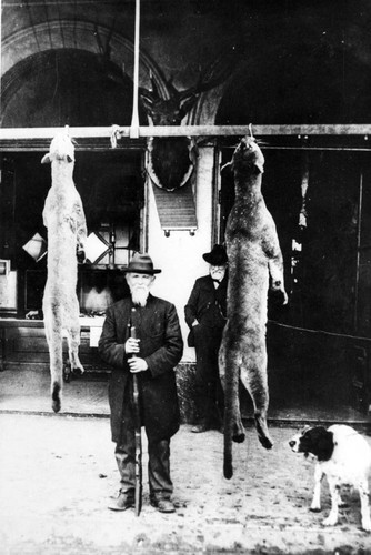 Hunter with two mountain lions