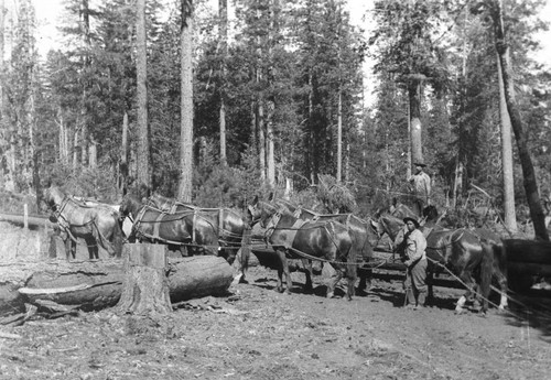 Horse team trailing on log chute at Beal's Camp