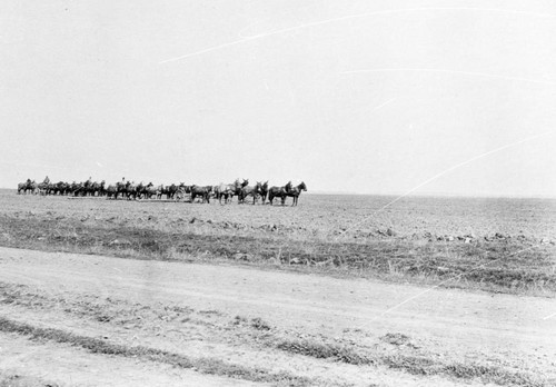 Draft Horses