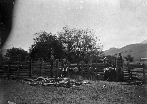 Branding Cattle at Harris Ranch