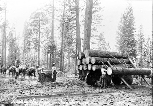 Horse Logging