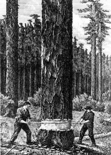 Sierra Flume and Lumber Company