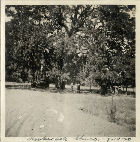 Hooker Oak Tree