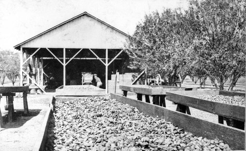 Hulling and Drying Almonds