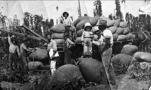 Hops Harvest