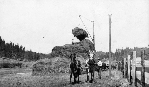 Hay Piling