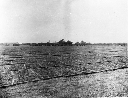 Grape Drying