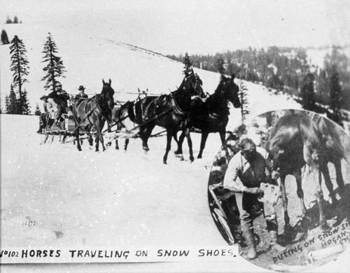 Horses Traveling in Snow