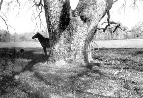 Hooker Oak