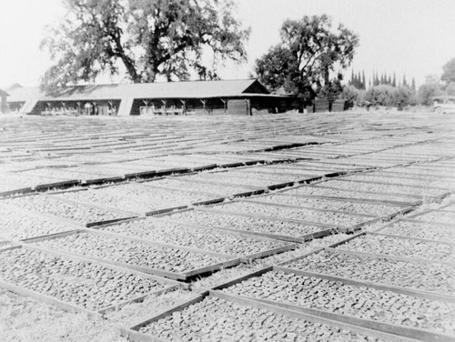 Drying peaches on drying grounds of the Bidwell Orchards, Inc